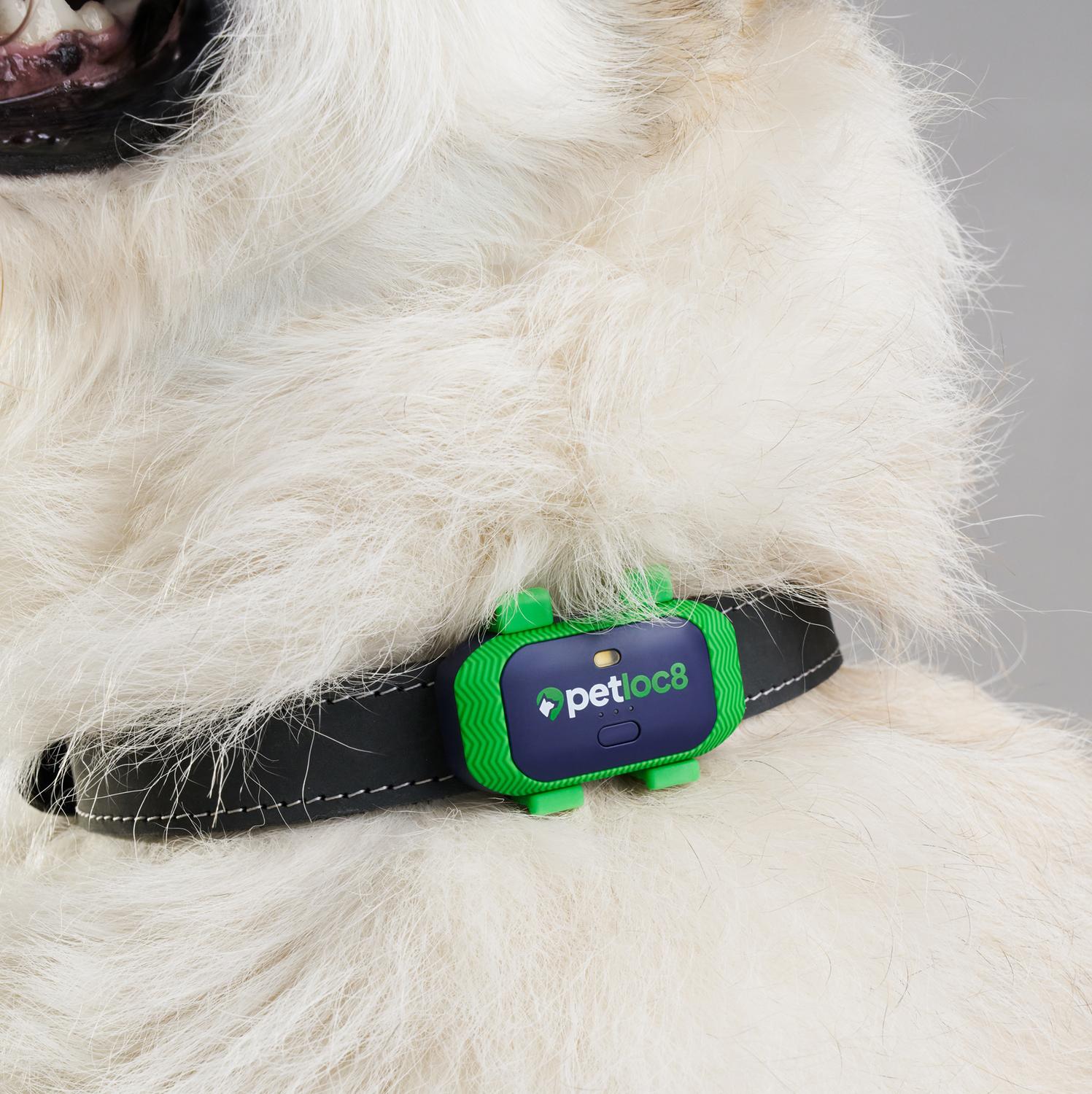 Localizador para Mascotas GPS Myloc8 Petloc8 GPS Tracker - Imagen 13