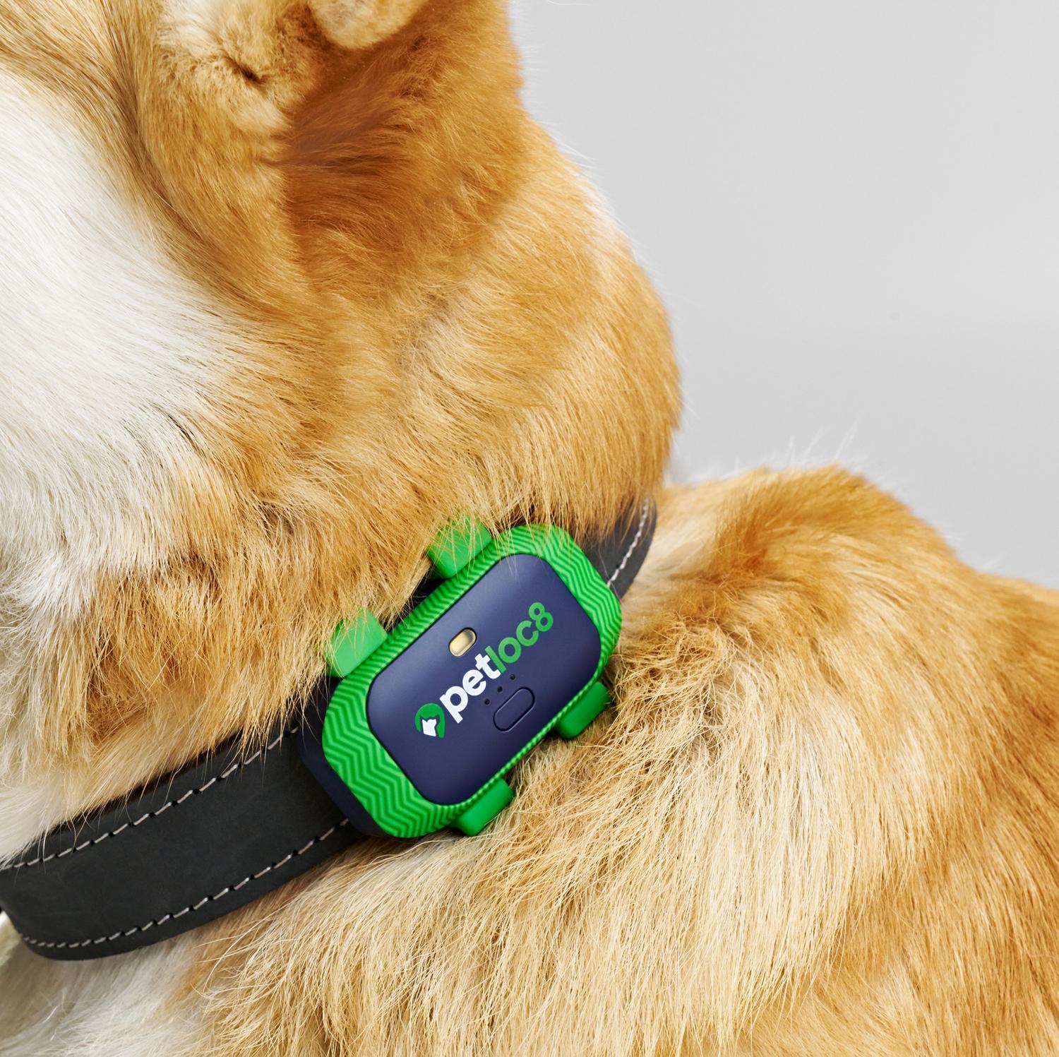 Localizador para Mascotas GPS Myloc8 Petloc8 GPS Tracker - Imagen 7