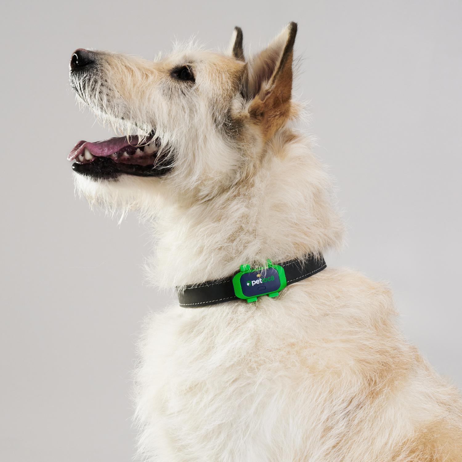 Localizador para Mascotas GPS Myloc8 Petloc8 GPS Tracker - Imagen 12