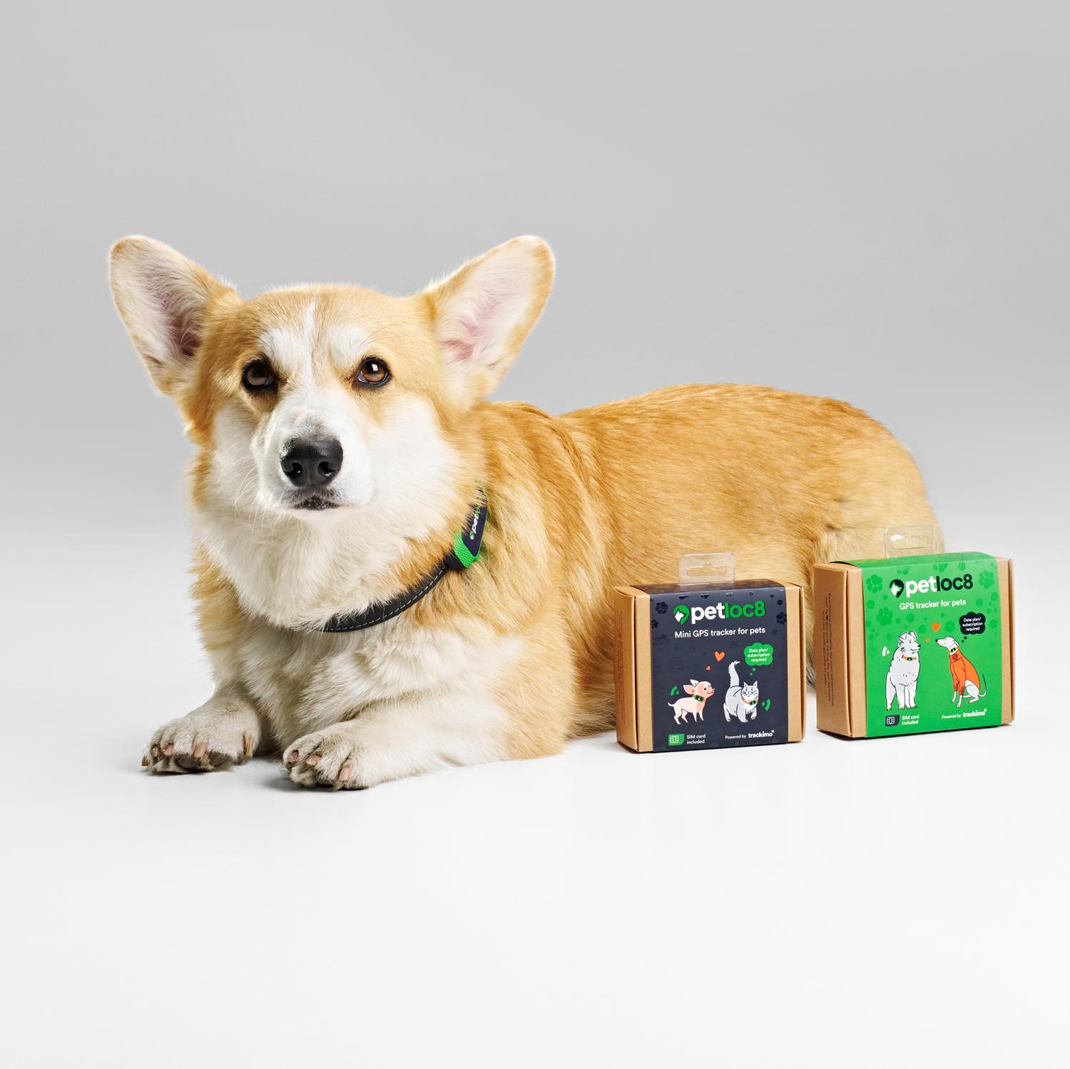 Localizador para Mascotas GPS Myloc8 Petloc8 GPS Tracker - Imagen 8