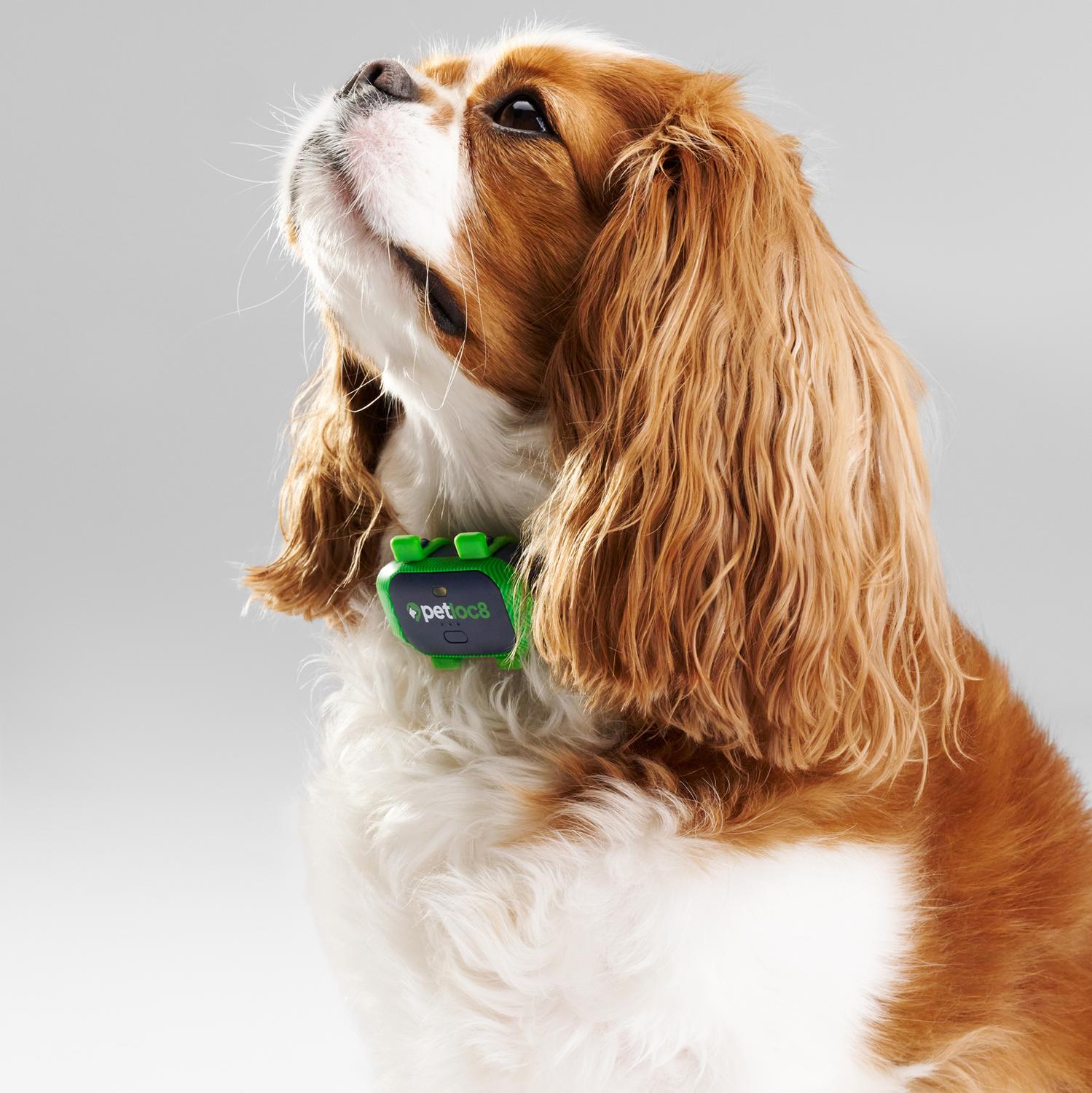 Localizador para Mascotas GPS Myloc8 Petloc8 GPS Tracker - Imagen 10