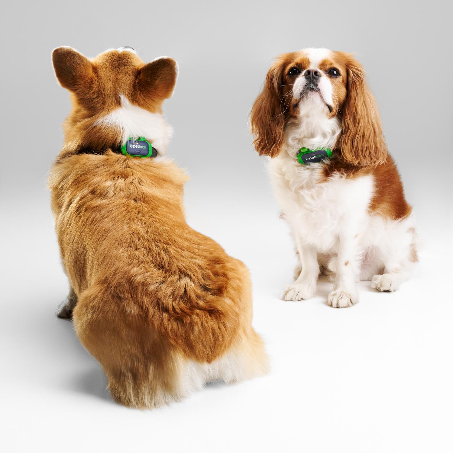 Localizador para Mascotas GPS Myloc8 Petloc8 GPS Tracker - Imagen 11